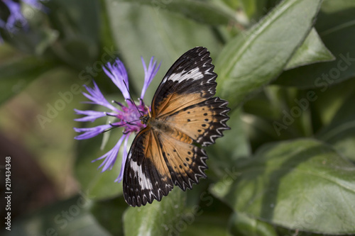 Leopard lacewing butterfly photo