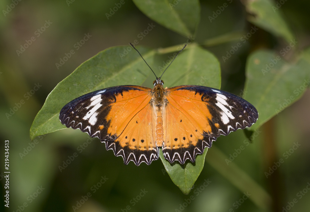 Obraz premium Leopard lacewing butterfly