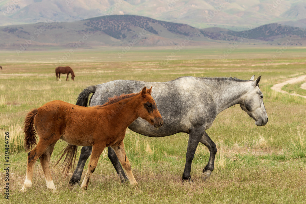 Fototapeta premium Wild Horse Mare and Her Cute Foal