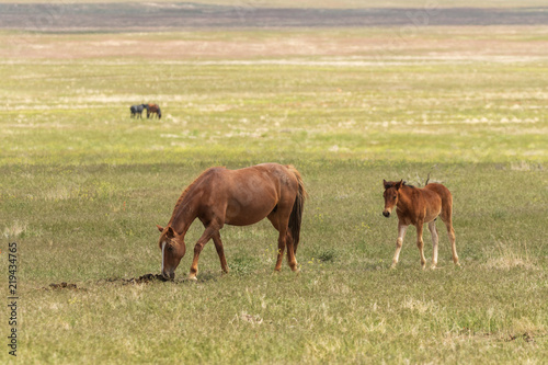 Wild Horse Mare and Her Cute Foal