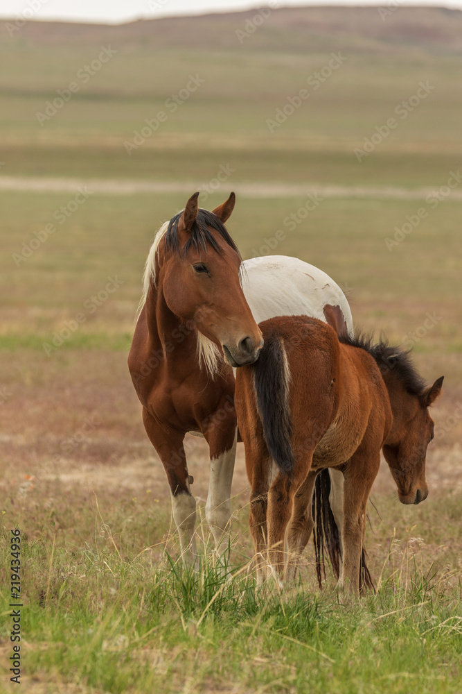 Wild Horse Mare and Her Cute Foal Wild Horse Mare and Her Cute Foal