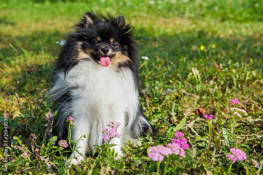 Obraz premium Funny fluffy Pomeranian dog and summer flowers outside