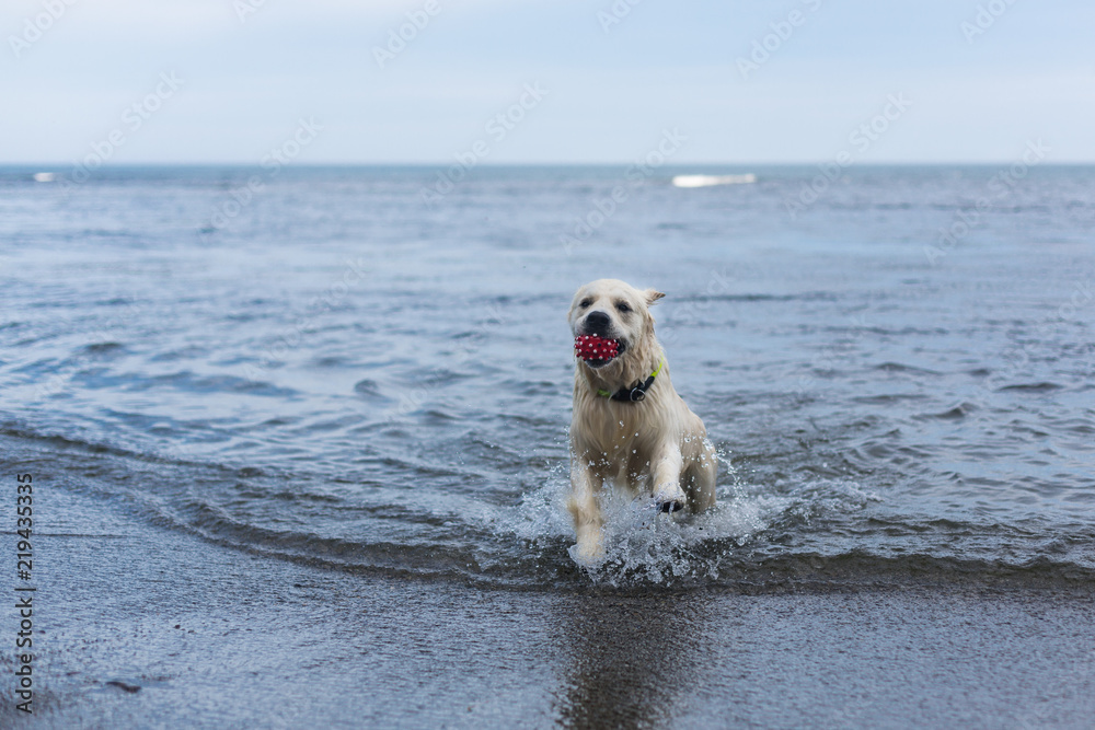 Portrait of a cute dog breed golden retriever with the ball in his mouth has fun on the beach Portrait of a cute dog breed golden retriever with the ball in his mouth has fun on the beach