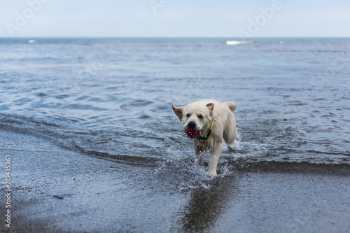 Fototapeta Naklejka Na Ścianę i Meble -  Portrait of a cute dog breed golden retriever with the ball in his mouth has fun on the beach