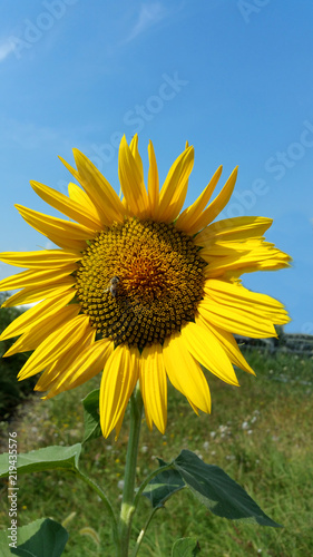 Fototapeta Naklejka Na Ścianę i Meble -  sunflower with bee on the blue sky background