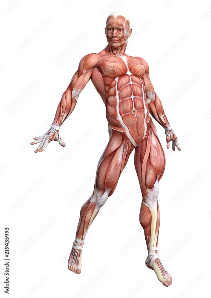 3D Rendering Male Anatomy Figure on White 3D Rendering Male Anatomy Figure on White