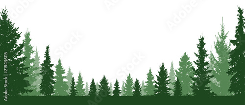 Forest evergreen, coniferous trees, silhouette vector background. Isolated trees photo