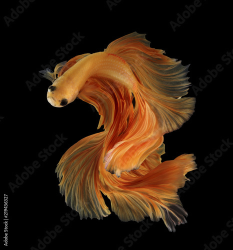 Abstract Number two fihting fish for desige concept. Orange siamese fighting fish isolated on black background.. photo