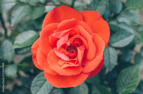 Red rose in bloom