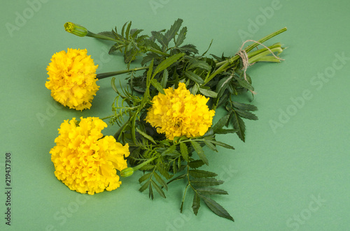 Garden yellow flowers of Tagetes on bright background