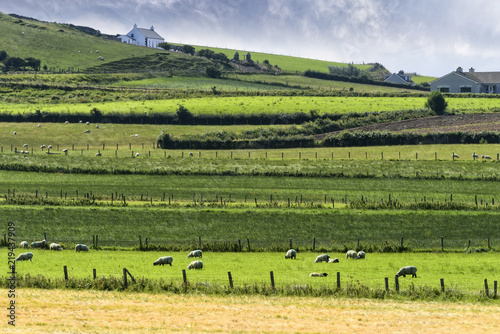 Sheep in Northern Ireland © Ruth P. Peterkin