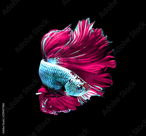 Pink dragon siamese fighting fish, betta fish isolated on black background.