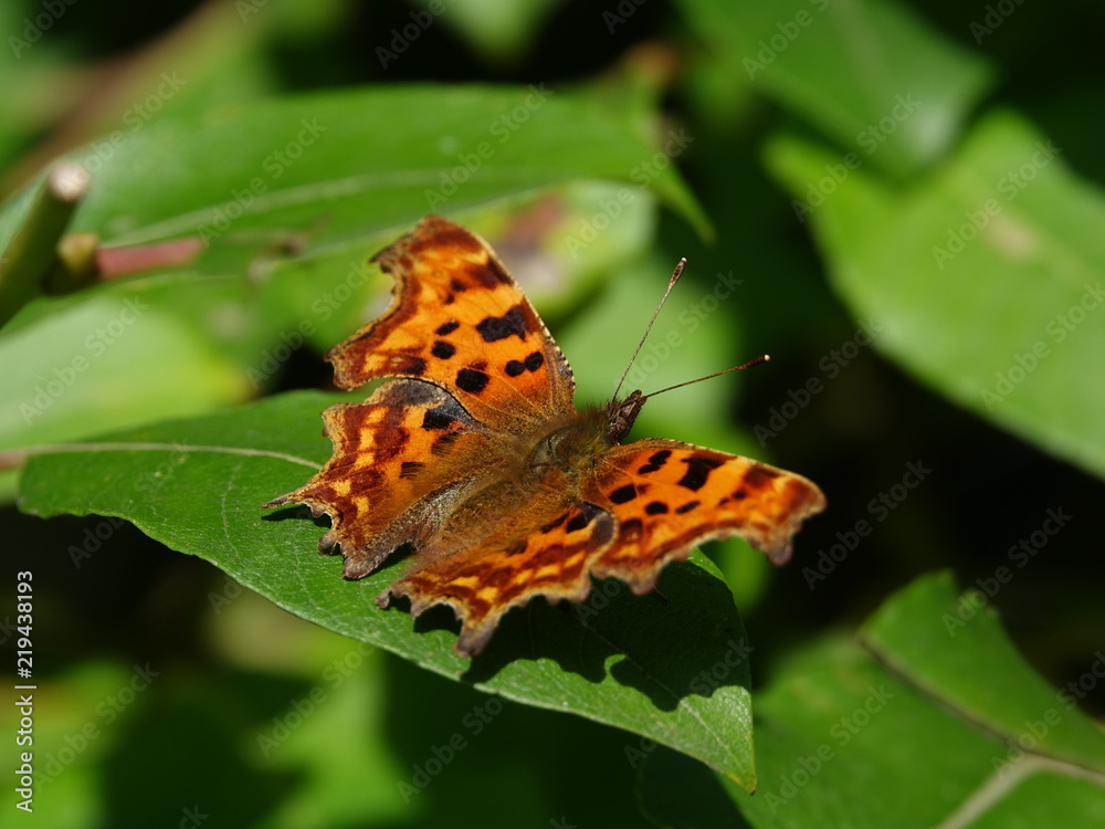 Comma butterfly (Polygonia c album) Comma butterfly (Polygonia c album)