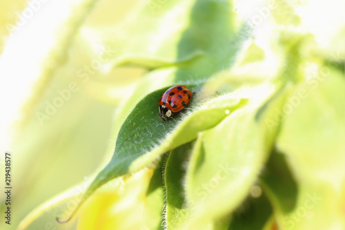 Ladybug in the folds of green foliage sunflower