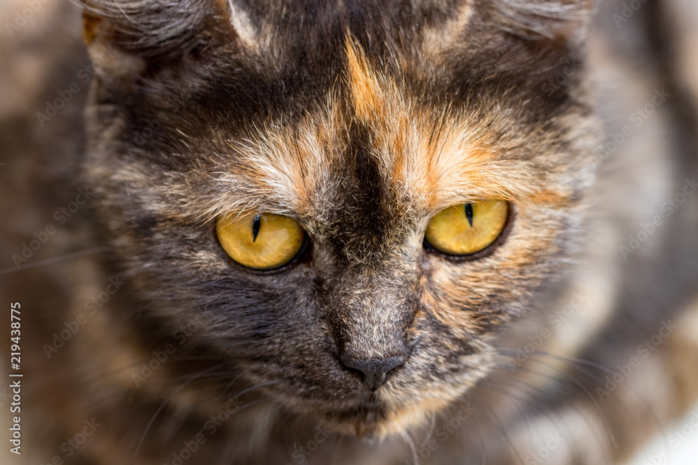 domestic cat staring at the camera, close up
