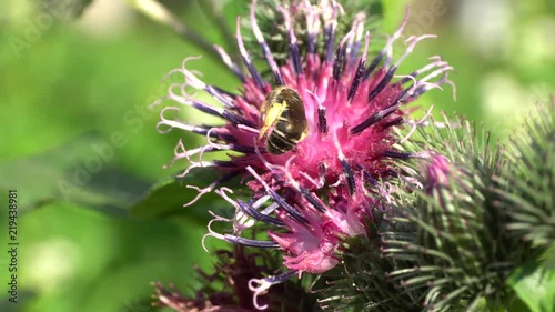 Close-up of a wild bee Macropis fulvipes with pollen on the paws collecting nectar on a pink flower burdock flower in a herb in the mountains of the Caucasus photo