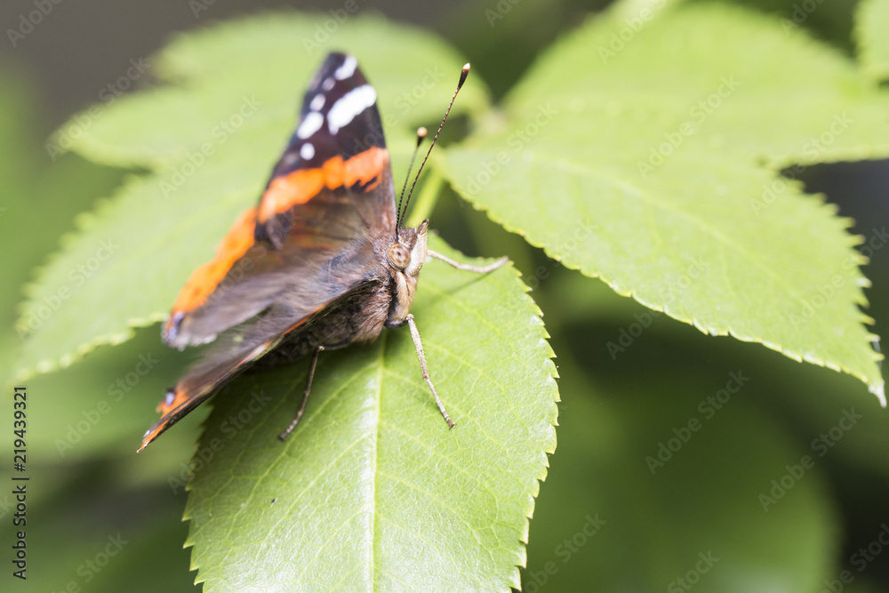 Butterfly Admiral - Vanessa atalanta, resting on rose leaf. Butterfly Admiral - Vanessa atalanta, resting on rose leaf.