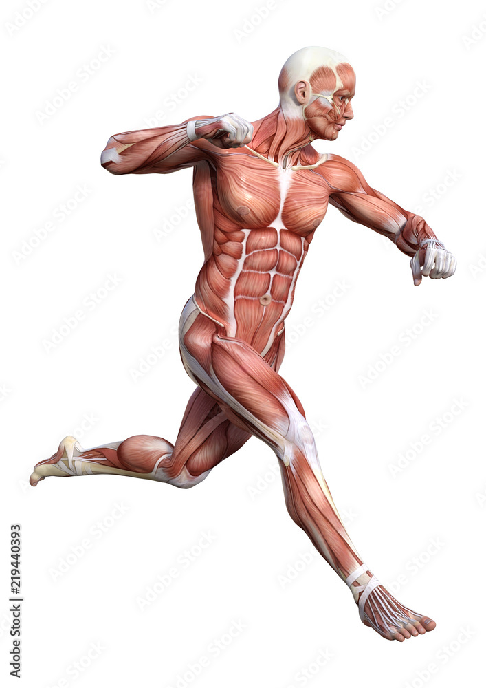 3D Rendering Male Anatomy Figure on White 3D Rendering Male Anatomy Figure on White