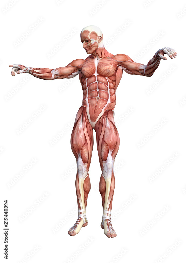 3D Rendering Male Anatomy Figure on White