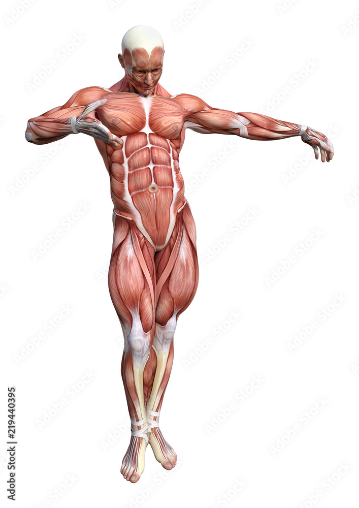 3D Rendering Male Anatomy Figure on White