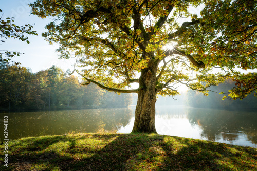 Old oak tree on the lakeside
