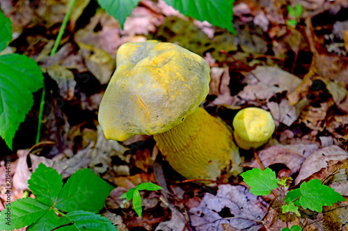 Mushroom in a forest. Mushroom under leaves. North Carolina's mushroom.