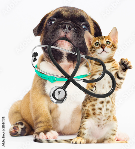 puppy and kitten together