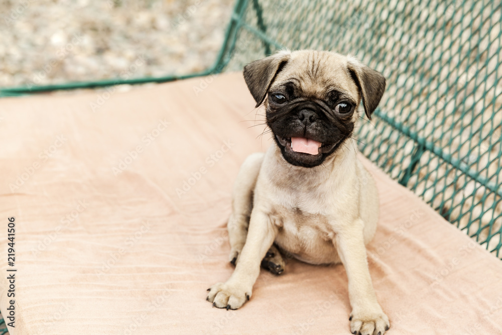 Portrait Of Cute French Bulldog