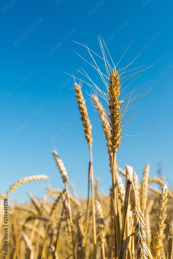 Fototapeta premium Closeup of a Barley / Wheat Spike