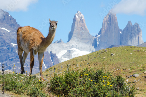 Billede på lærred guanaco