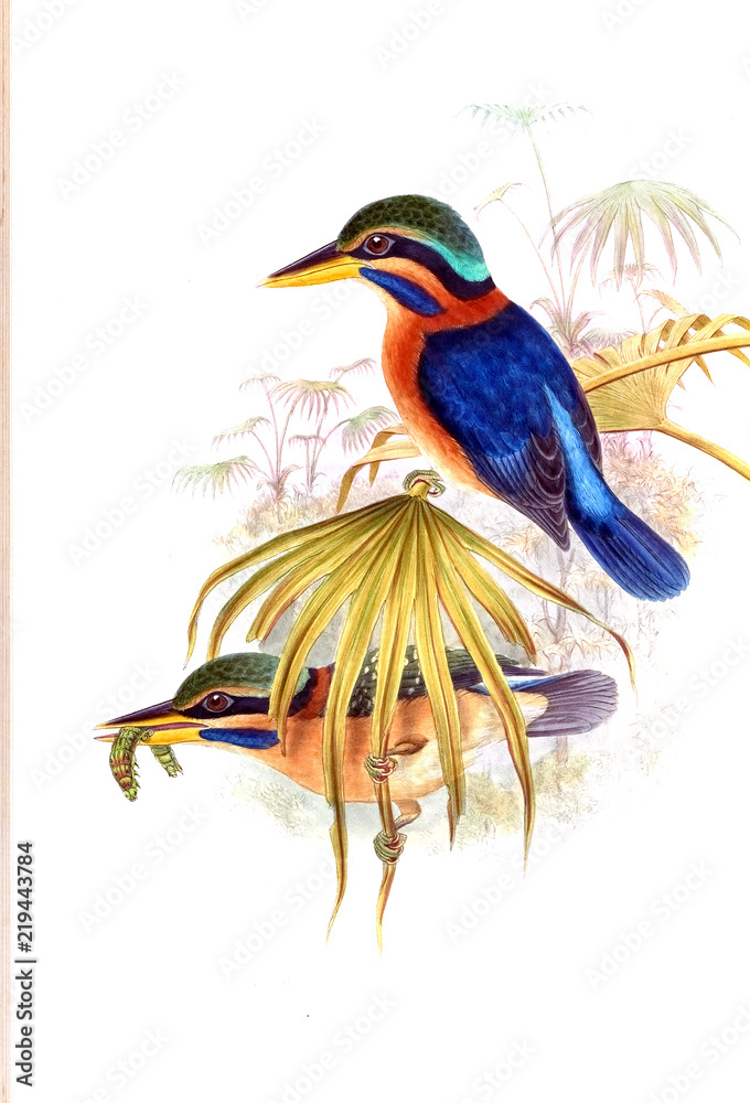 Fototapeta premium Illustration of bird