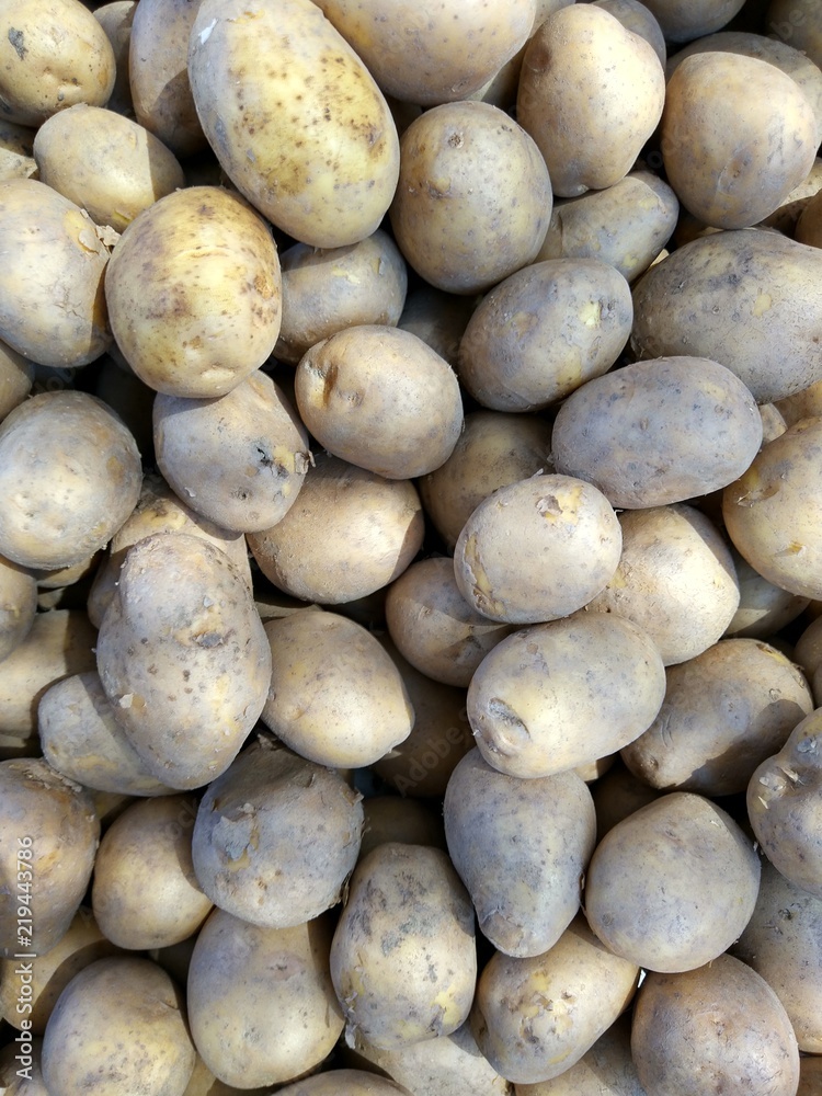 Backround with lots of potatoes Backround with lots of potatoes