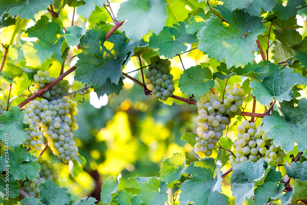 ripe wine grapes in a vineyard