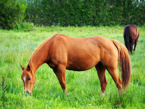 View of two brown horses grazing in a green field