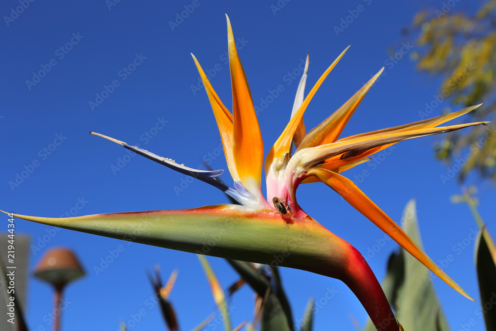 Strelitzia Reginae flower against bly sky and bee sitting on it Strelitzia Reginae flower against bly sky and bee sitting on it