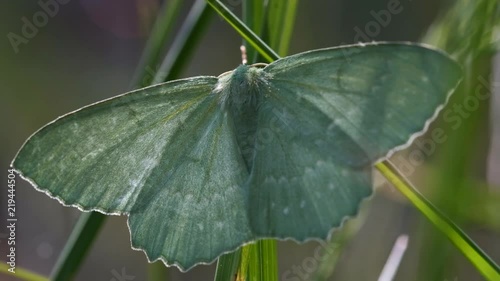 Grüne Blatt - Geometra papilionaria in einer Makroaufnahme photo