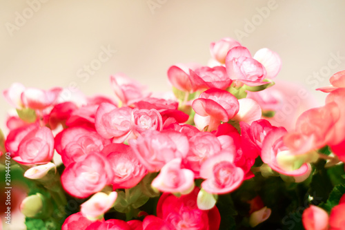 Pattern of beautiful natural red and pink begonia flowers  blooming in flower garden for background and wallpaper