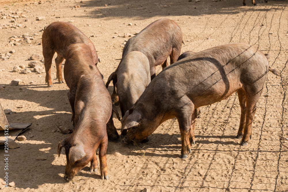 Fototapeta premium Pig by the fields of Salamanca, Spain, under the summer sun.