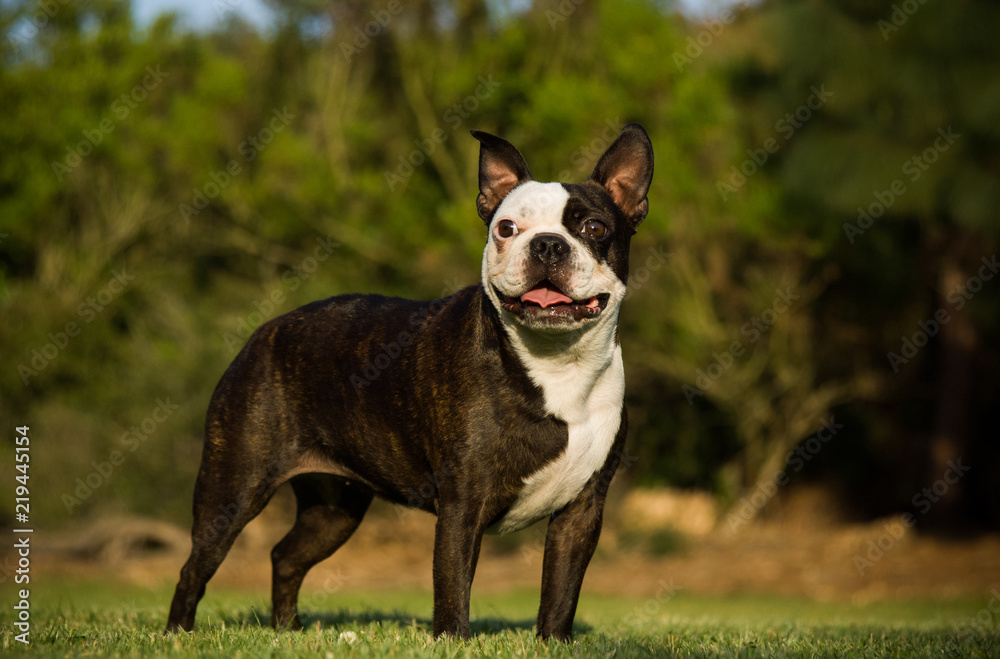 Boston Terrier dog standing in grass with trees