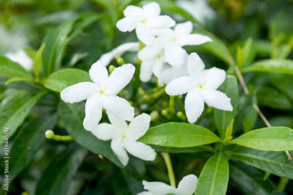 Philippines White Flower