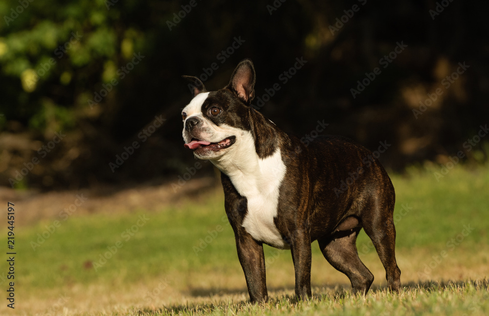 Boston Terrier dog standing in grass