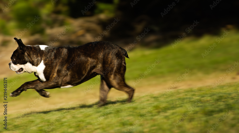 Boston Terrier dog running fast on grass