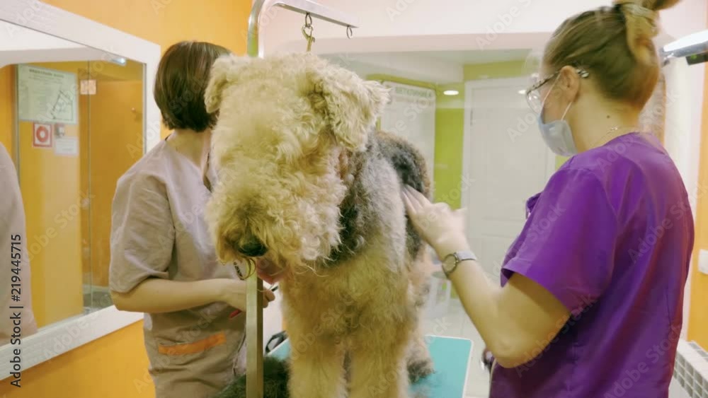 Female groomers grooming an irish terrier dog with an animal brush in