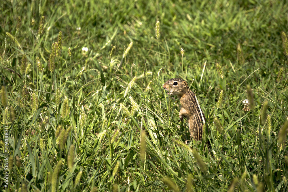 Thirteen-lined Ground Squirrel (Ictidomys tridecemlineatus) feasting on grain grasses in Guthrie Center, Iowa's Riverside Park Thirteen-lined Ground Squirrel (Ictidomys tridecemlineatus) feasting on grain grasses in Guthrie Center, Iowa's Riverside Park