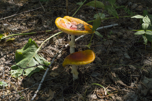 a couple of mushrooms