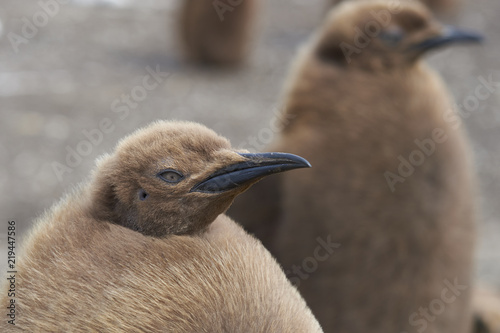 Young King Penguin (Aptenodytes patagonicus) covered in brown fluffy down at Volunteer Point in the Falkland Islands. © JeremyRichards