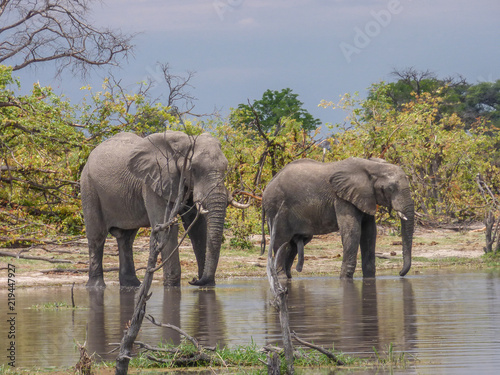African elephants in natural habitat