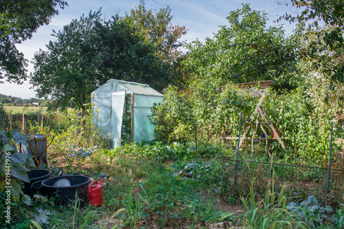 verwilderter Gemüsegarten photo