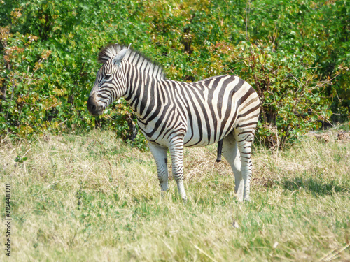 African zebra in natural habitat