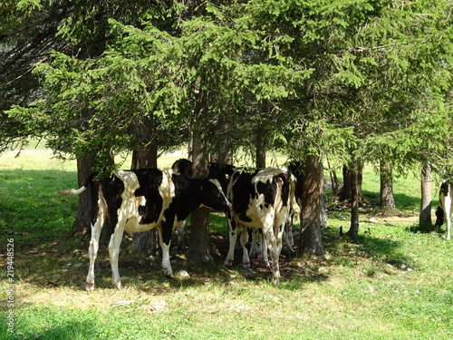 Kühe im Schatten von Bäumen